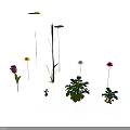 Colorful Flowers And Green Potted Plants With Long Stems On White Background