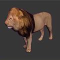Adult Male Lion With Brown Mane Standing On Dark Shiny Background