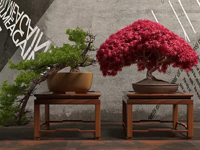 Green Pine and Red Maple Bonsai Trees Placed on Wooden Tables Against Gray Wall 3d model
