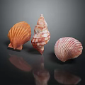 Marine Shellfish Animals Colorful Seashells in Pink Orange Striped Shapes on Black Background