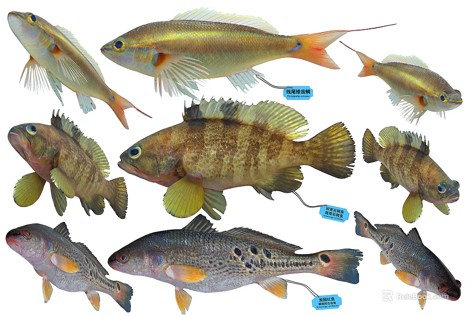 Various Aquatic Fish Species With Colorful Bodies And Distinctive Fins Patterns 3d model 