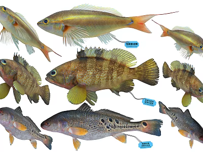 Various Aquatic Fish Species With Colorful Bodies And Distinctive Fins Patterns 3d model