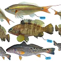 Various Aquatic Fish Species With Colorful Bodies And Distinctive Fins Patterns