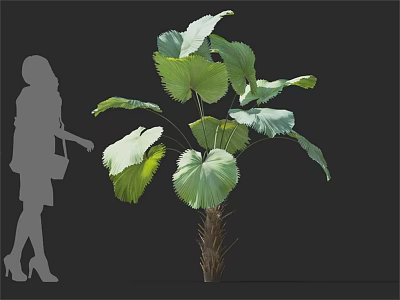 Arbor With Large Broad Green Leaves And Female Silhouette Beside 3d model