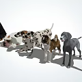 Different Dog Breeds Lined Up Standing And Lying On White Background 3d model