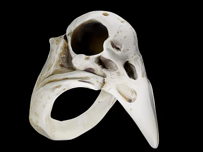 White Decorative Skull Shaped Home Living Accessory With Unique Hollow Design 3d model