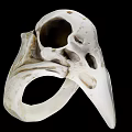 White Decorative Skull Shaped Home Living Accessory With Unique Hollow Design