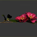 Pink Camellia Flowers With Green Leaves On Grey Background And Reflection