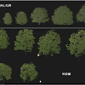 Various Arbor Tree Varieties Featuring European Beech and Cork Maple 3d model