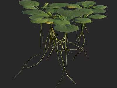 Vibrant Green Lotus Leaves With Long Fibrous Roots And Natural Fresh Texture 3d model