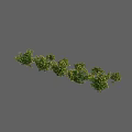 Vibrant Green and Yellow Leaf Shrub with Dense Clustered Foliage for Garden Decoration