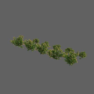 Vibrant Green and Yellow Leaf Shrub with Dense Clustered Foliage for Garden Decoration 3d model