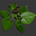 Thriving Green Leafy Plant With Large Leaves In Decorative Patterned Pot For Indoor Decor