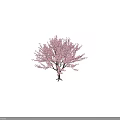 Blooming Cherry Blossom Tree With Pink Blossoms And Girl Silhouette Against Black Background