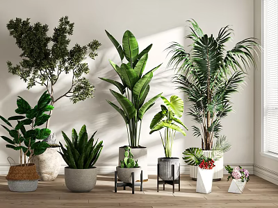 Various Types of Indoor Potted Plants with Diverse Pots Near Window in Natural Light 3d model