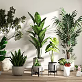 Various Types of Indoor Potted Plants with Diverse Pots Near Window in Natural Light