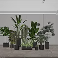 Various Potted Plants In Black Pots With White Walls And Gray Floor Modern Minimalist Space