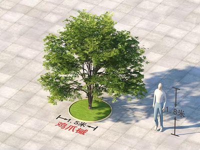 Arbor Acer palmatum 4.8 Meters Tall With Circular Lawn Gray Stone Pavement And Person Nearby 3d model