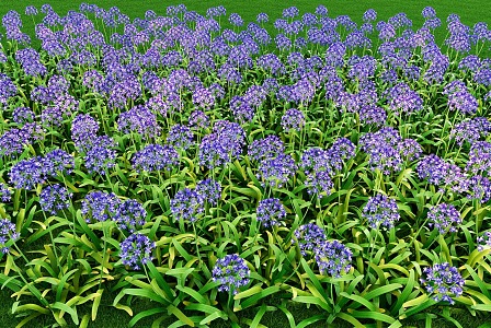 Baizilian landscape flowers and grass 3d model