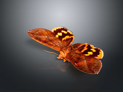Brown Butterfly With Yellow Spots On Spread Wings Against Dark Background 3d model