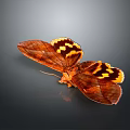 Brown Butterfly With Yellow Spots On Spread Wings Against Dark Background