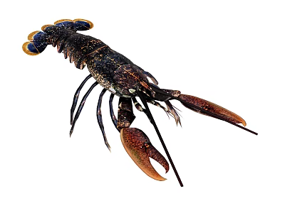 Black Bodied Lobster With Orange Claws And Blue Eyes As Aquatic Animal 3d model