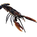 Black Bodied Lobster With Orange Claws And Blue Eyes As Aquatic Animal