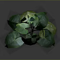 Lush Green Plant With Large Leaves Prominent Veins And Slender Stems