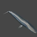 Realistic Blue Whale 3D Model With Smooth Surface On Black Background 3d model