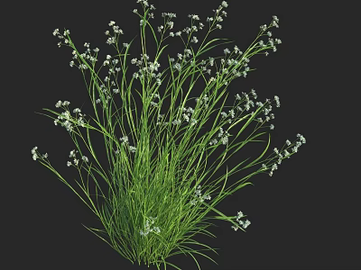Natural Clusters of Green Grass with Small White Flowers on Black Background 3d model