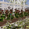 Garden Landscape With White Arched Greenhouse Paved Path Green Plants And Fruit Baskets