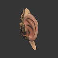 Human Ear Organ 3D Anatomical Model Showing External Middle Inner Structures Cochlea Ossicles 3d model