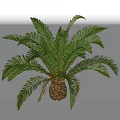 Cycas Tree With Lush Green Pinnate Fronds And Scaly Brown Trunk