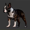 Boston Terrier Dog With Brown Black And White Coat Standing On Shiny Floor