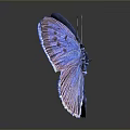 Vibrant Blue Iridescent Butterfly With Spotted Wings And Reflection On Shiny Surface