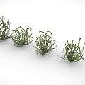 Green Curly Leaf Plants Arranged in Row on White Background for Indoor Decor