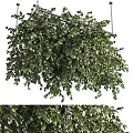 Hanging Basket Plants With Lush Green Leaves Suspended For Indoor Outdoor Decor
