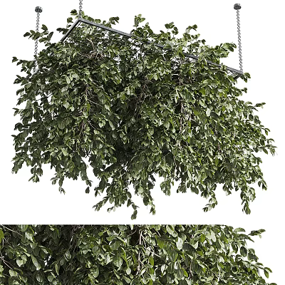 Hanging Basket Plants With Lush Green Leaves Suspended For Indoor Outdoor Decor 3d model