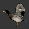 Duck With Green Head Yellow Beak And Orange Feet Spreading Wings On Dark Background