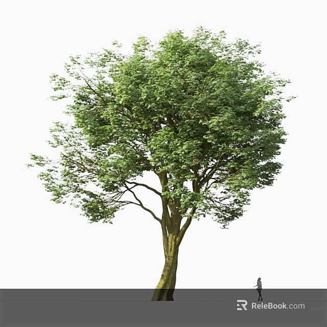 Tall Arbor With Lush Green Leaves And Thick Trunk In Natural Setting 3d model 