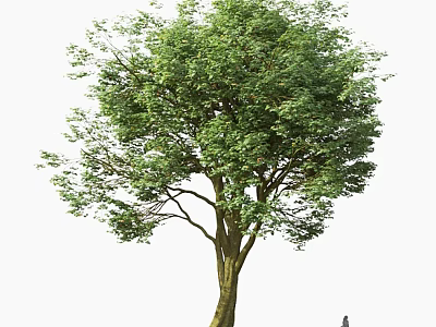 Tall Arbor With Lush Green Leaves And Thick Trunk In Natural Setting 3d model