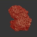 Modern Coral Wrinkle Coral Reef Rocks 3d model