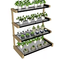 Multi tiered Wooden Shelves Displaying Various Small Potted Green Plants