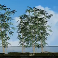 Lush Bamboo Plants In Serene Natural Setting With Blue Sky White Clouds And Water