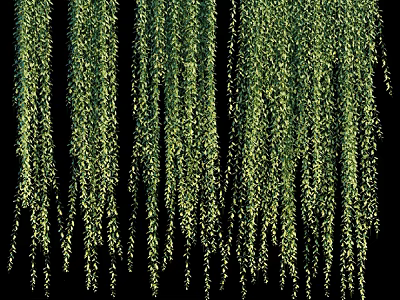 Indoor Green Plant Wall With Lush Hanging Foliage And Decorative Design 3d model
