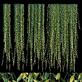 Indoor Green Plant Wall With Lush Hanging Foliage And Decorative Design
