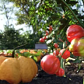 Sunlit Vibrant Garden Landscape With Ripe Red Tomatoes Yellow Pumpkins And Green Leaves