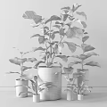 Indoor Potted Plants With Lush Green Leaves In White Ceramic Pots For Decor