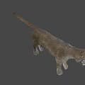 Realistic Puma 3D Model With Detailed Fur And Blue Eyes On Gray Background