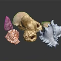 Marine Animal Seashells Collection Featuring Various Shapes Natural Patterns And Colorful Textures